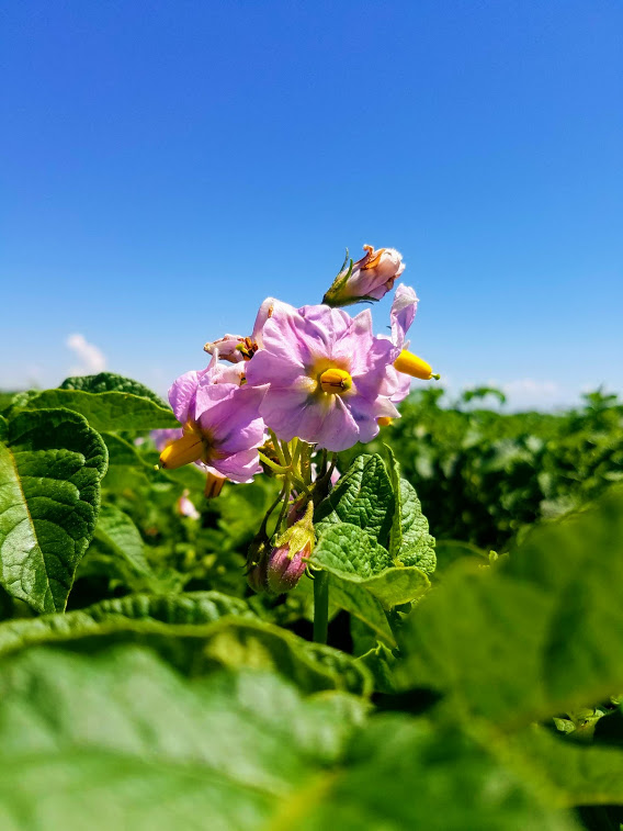 Potato Blossom